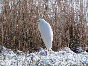 012 Silberreiher (Casmerodius albus)