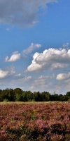 017 August (11)