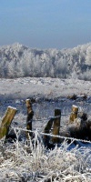 002 Januar (17)
