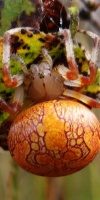 006 Marmorierte Kreuzspinne (Araneus Marmoreus)-L. Klasing