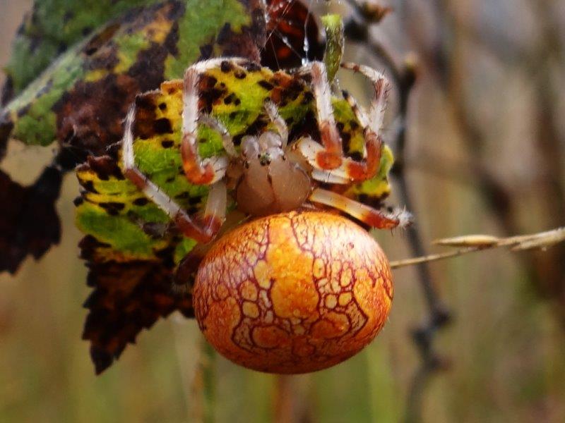 006 Marmorierte Kreuzspinne (Araneus Marmoreus)-L. Klasing