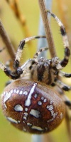 008 Vierfleck Kreuzspinne (Araneus Quadratus)-L. Klasing