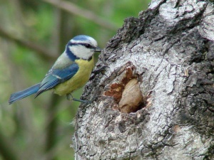 Blaumeise (Parus caeruleus)