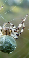 012 Vierfleck Kreuzspinne (Araneus Quadratus)-L. Klasing