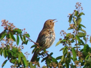 015 Singdrossel (Turdus philomelos)