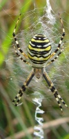 020 Wespenspinne (Argiope Bruennich)-L. Klasing