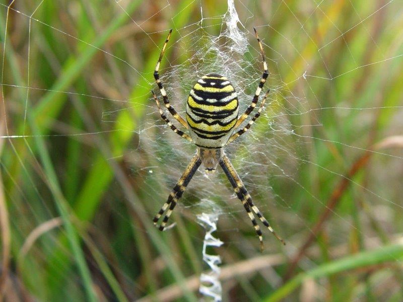 020 Wespenspinne (Argiope Bruennich)-L. Klasing