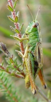 001 Gemeiner Grashüpfer (Chorthippus Parallelu)-L. Klasing