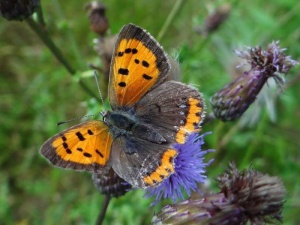 008 Kleiner Feuerfalter (Lycaena philaeas)