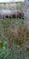 010-Kreuzspinne-Araneus-Diadematus-L-Klasing