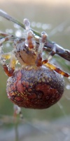 Marmorierte-Kreuzspinne-Araneus-Marmoreus-27-09-2016-L-Klasing