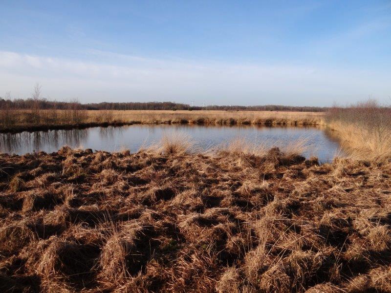 002-Faulbaumecke-Am-14-02-2014-L-Klasing