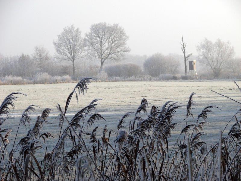 002-Rauhreif-Feuchtwiese-L-Klasing