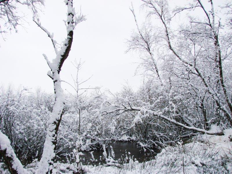 003-Bruchwald-L-Klasing