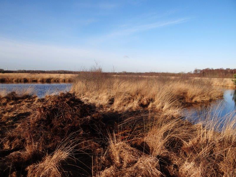 003-Faulbaumecke-Am-14-02-2014-L-Klasing