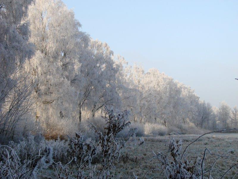 004-Rauhreif-Fesuchtwiese-Am-Hindenburgdamm-L-Klasing