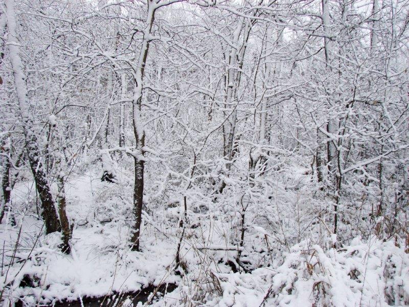 005-Bruchwald-L-Klasing