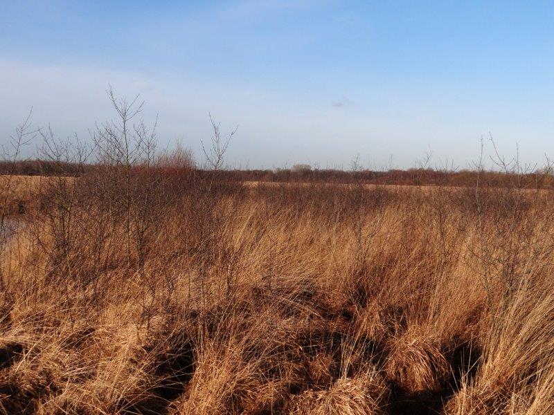 005-Faulbaumecke-14-02-2014-L-Klasing