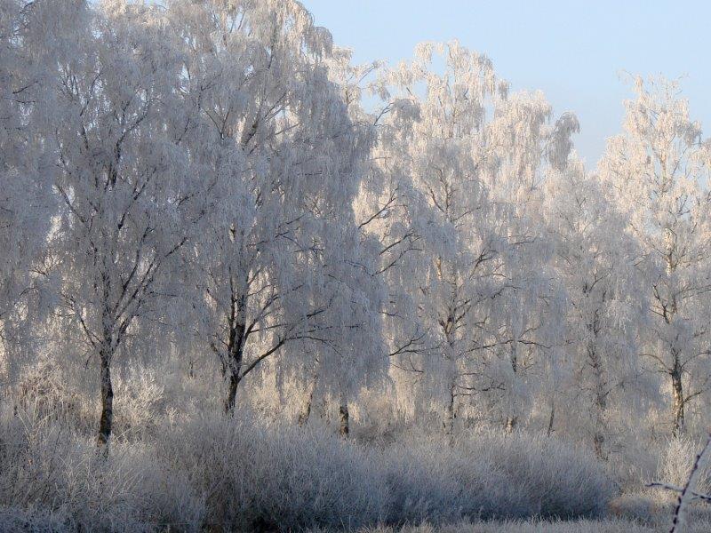 005-Rauhreif-Fesuchtwiese-Am-Hindenburgdamm-L-Klasing