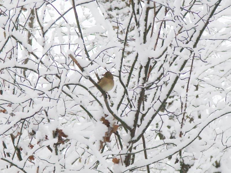 006-Buchfing-L-Klasing