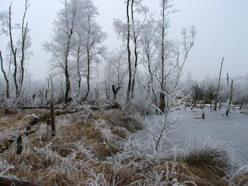 007-Rauhreif-Am-Lehrpfad-Rauhreif-L-Klasing