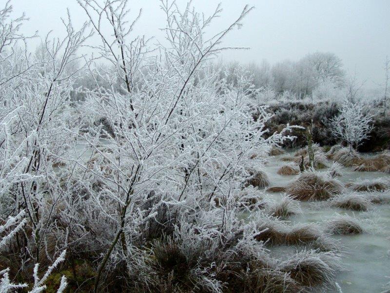 009-Rauhreif-Am-Torfstich-L-Klasing