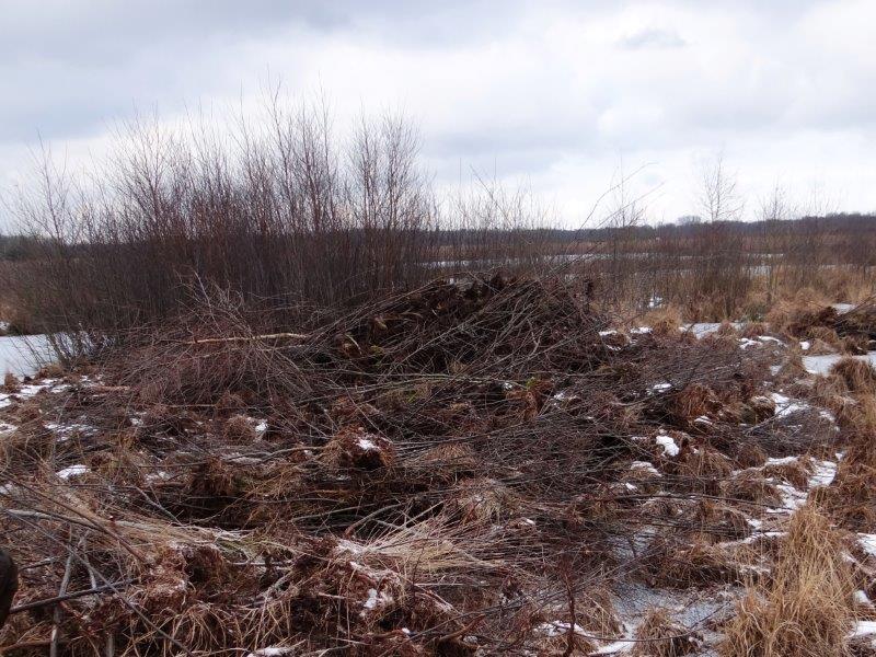 010-Faulbaumecke-05-02-2015-L-Klasing