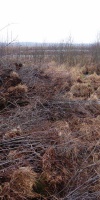 011-Faulbaumecke-19-02-2015-L-Klasing-001