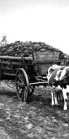 011-Im-August-September-Wurde-Der-Getrocknete-Torf-Mit-Fuhrwerken-Nach-Hause-Gefahren