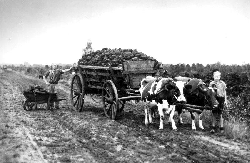011-Im-August-September-Wurde-Der-Getrocknete-Torf-Mit-Fuhrwerken-Nach-Hause-Gefahren