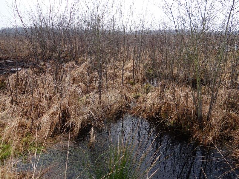 012-Faulbaumecke-19-02-2015-L-Klasing-001
