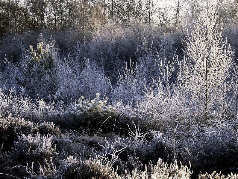 012-Rauhreif-L-Klasing-J