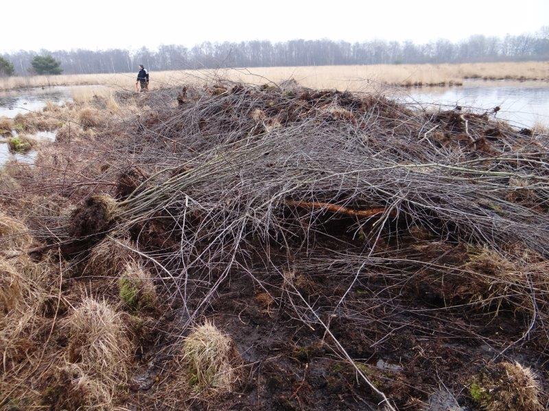 013-Faulbaumecke-19-02-2015-L-Klasing-001