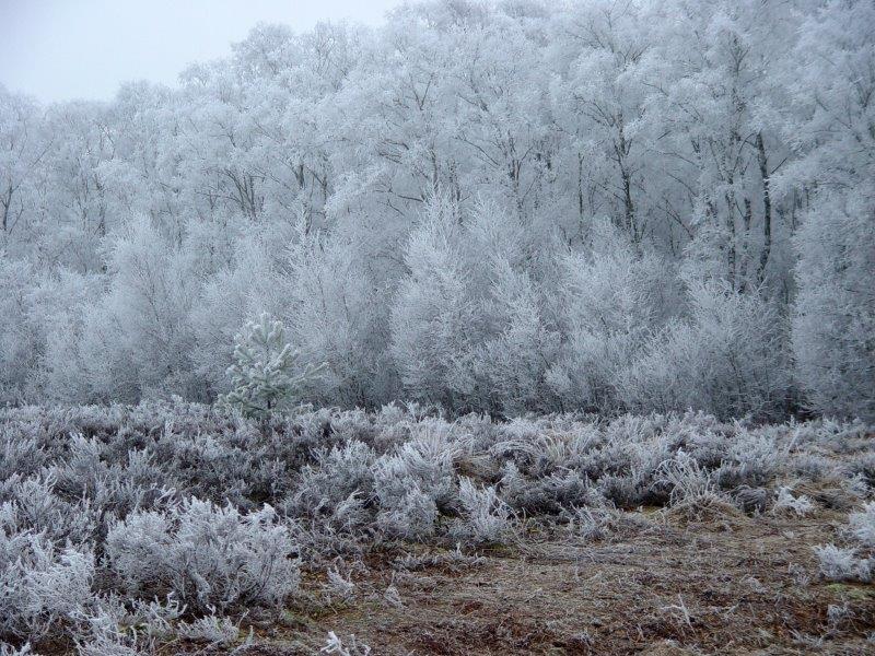 013-Rauhreif-Auf-Dem-Hochmoor-L-Klasing