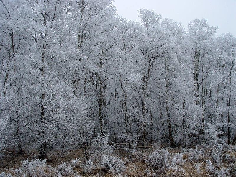 014-Rauhreif-Auf-Dem-Hochmoor-L-Klasing