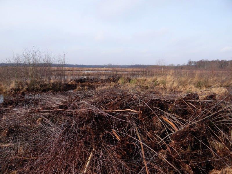 015-Faulbaum-25-02-2015-L-Klasing