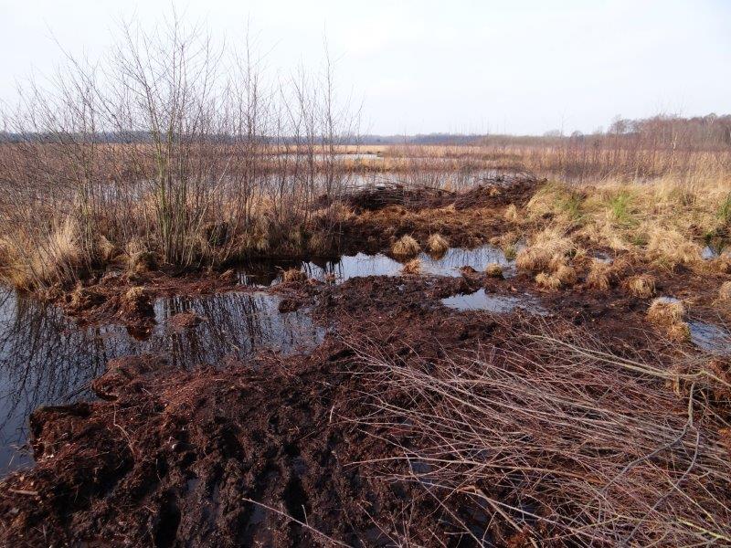 015-Faulbaumecke-25-02-2015-L-Klasing