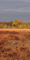 015-Herbststimmung-Im-Emsdettener-Venn-L-Klasing