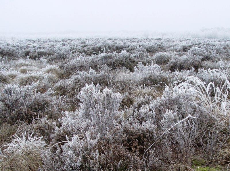 015-Rauhreif-Auf-Dem-Hochmoor-L-Klasing
