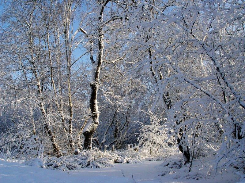 016-Bruchwald-L-Klasing