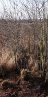 016-Faulbaumecke-26-02-2015-L-Klasing