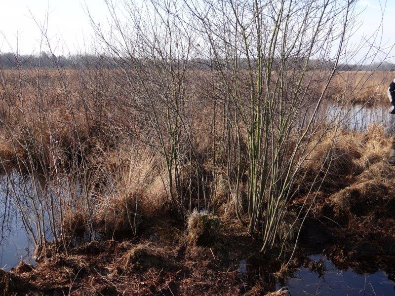 016-Faulbaumecke-26-02-2015-L-Klasing