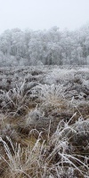 016-Rauhreif-Auf-Dem-Hochmoor-L-Klasing