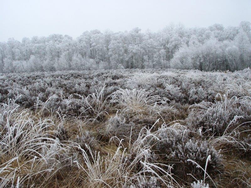 016-Rauhreif-Auf-Dem-Hochmoor-L-Klasing