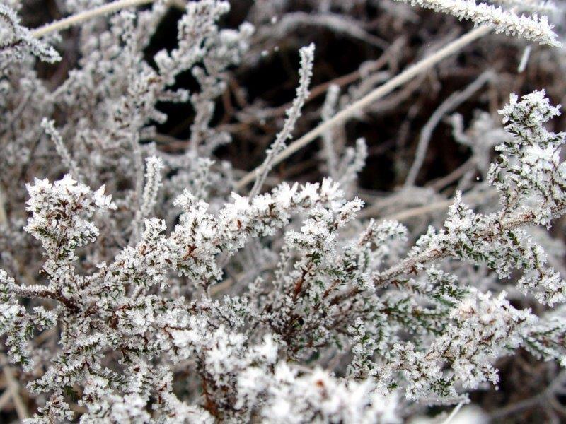 017-Rauhreif-L-Klasing