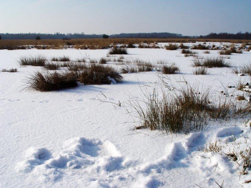 018-Alter-Torfstich-L-Klasing