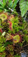 018-Entwicklung-Faulbaumecke-18-09-2016-Rundblaettriger-Sonnentau-Drosera-Rotundifolia