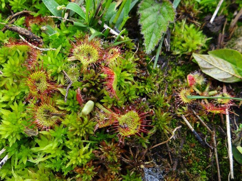 018-Entwicklung-Faulbaumecke-18-09-2016-Rundblaettriger-Sonnentau-Drosera-Rotundifolia