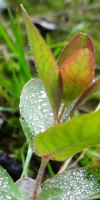 019-Entwicklung-Faulbaumecke-18-09-2016-Rauschbeere-Vaccinium-Uliginosum