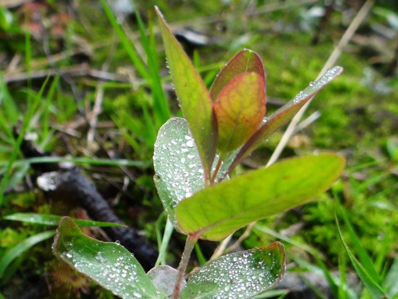 019-Entwicklung-Faulbaumecke-18-09-2016-Rauschbeere-Vaccinium-Uliginosum